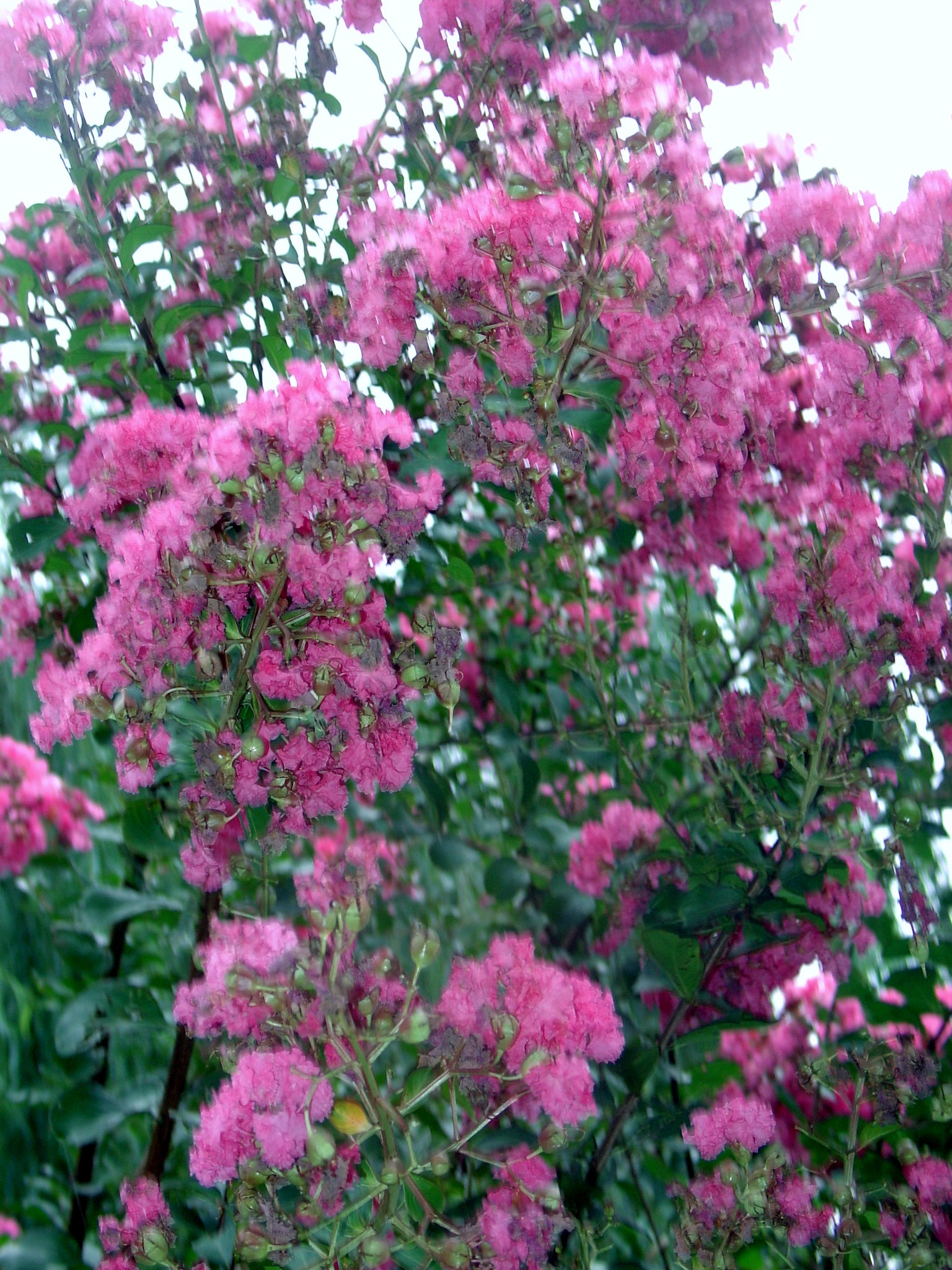 DSC00472.JPG