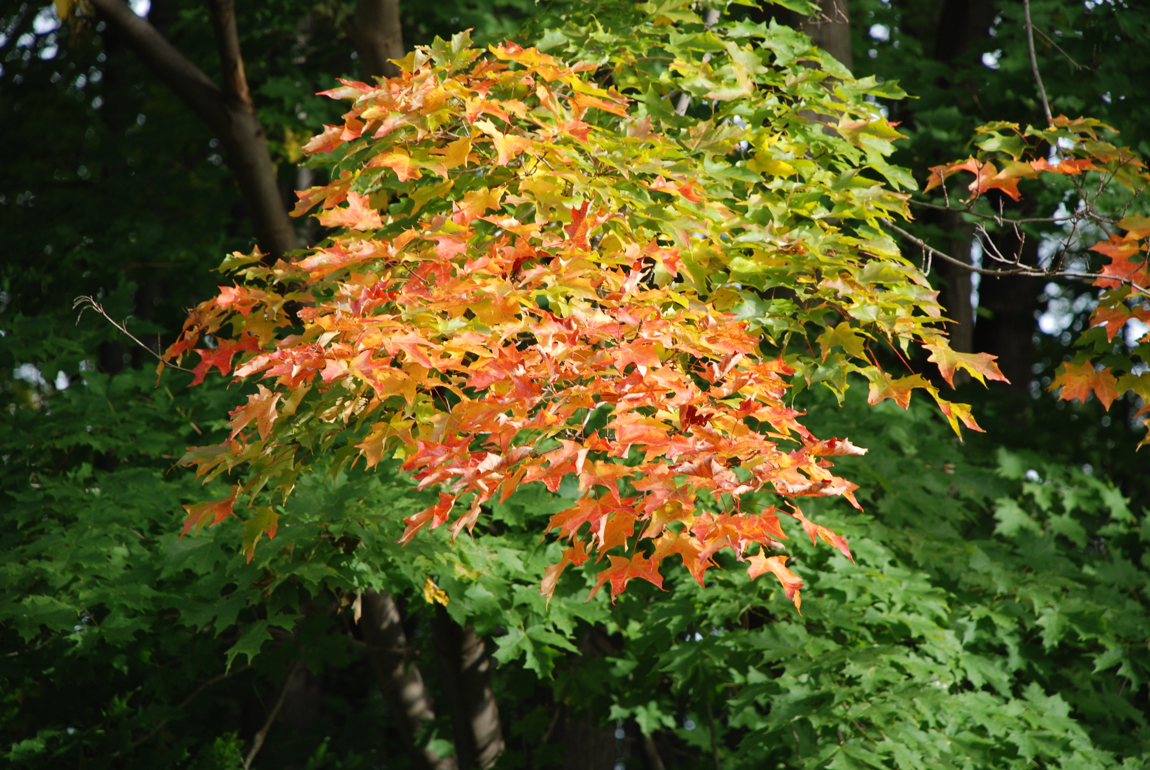 DSC_0004.JPG