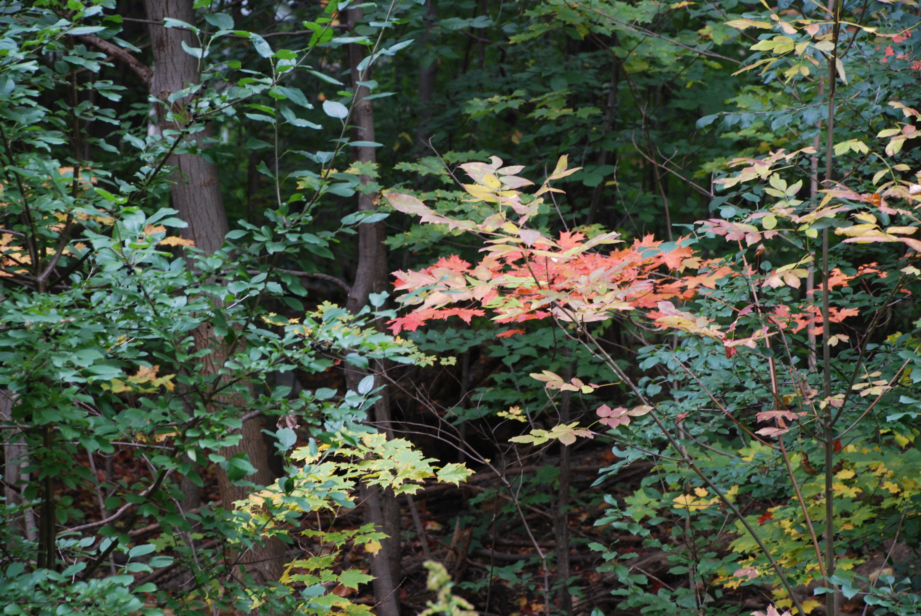 DSC_0009.JPG