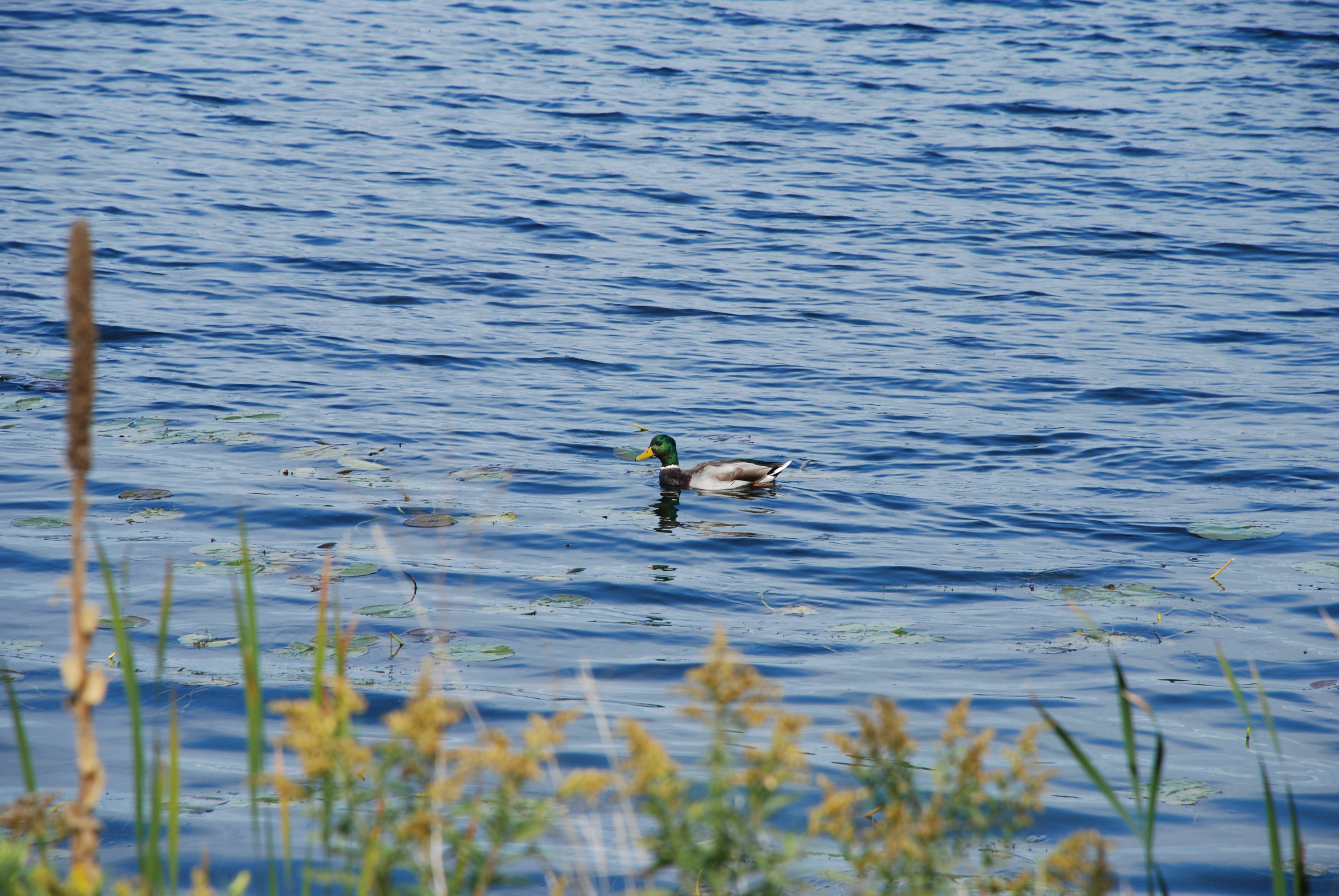 DSC_0034.JPG