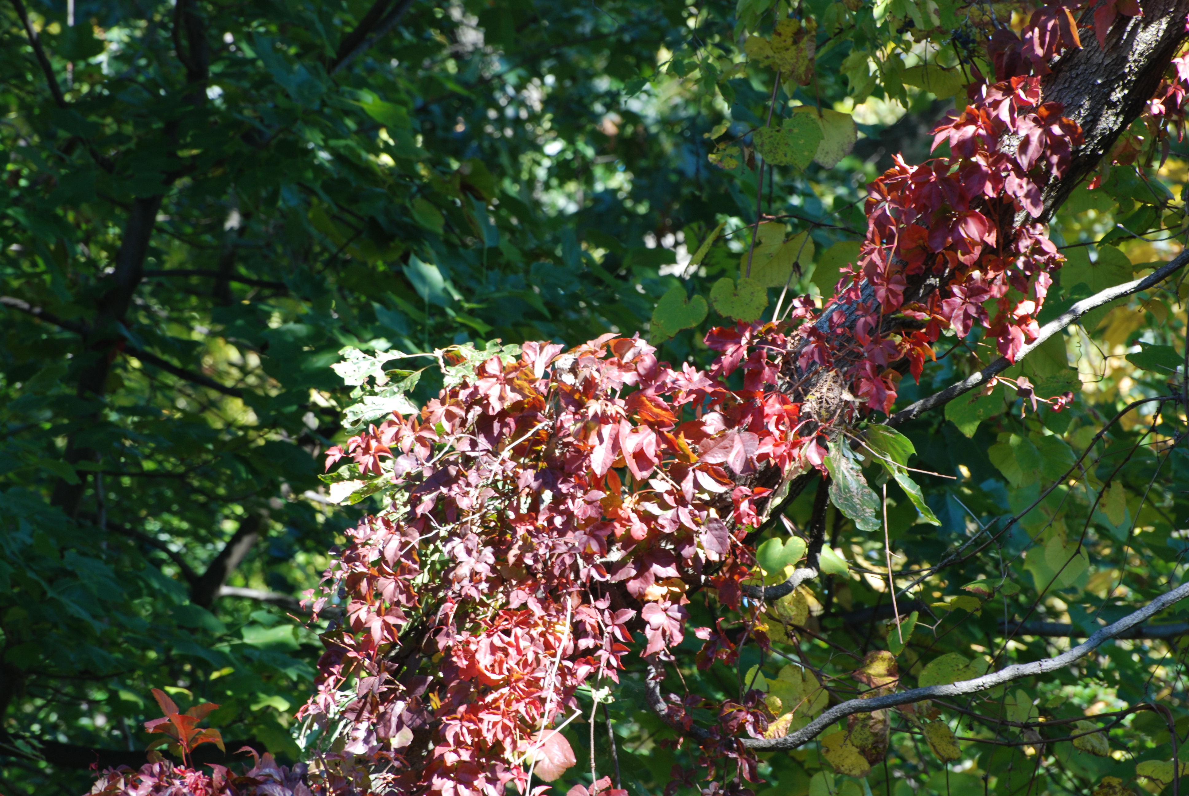 DSC_0045.JPG