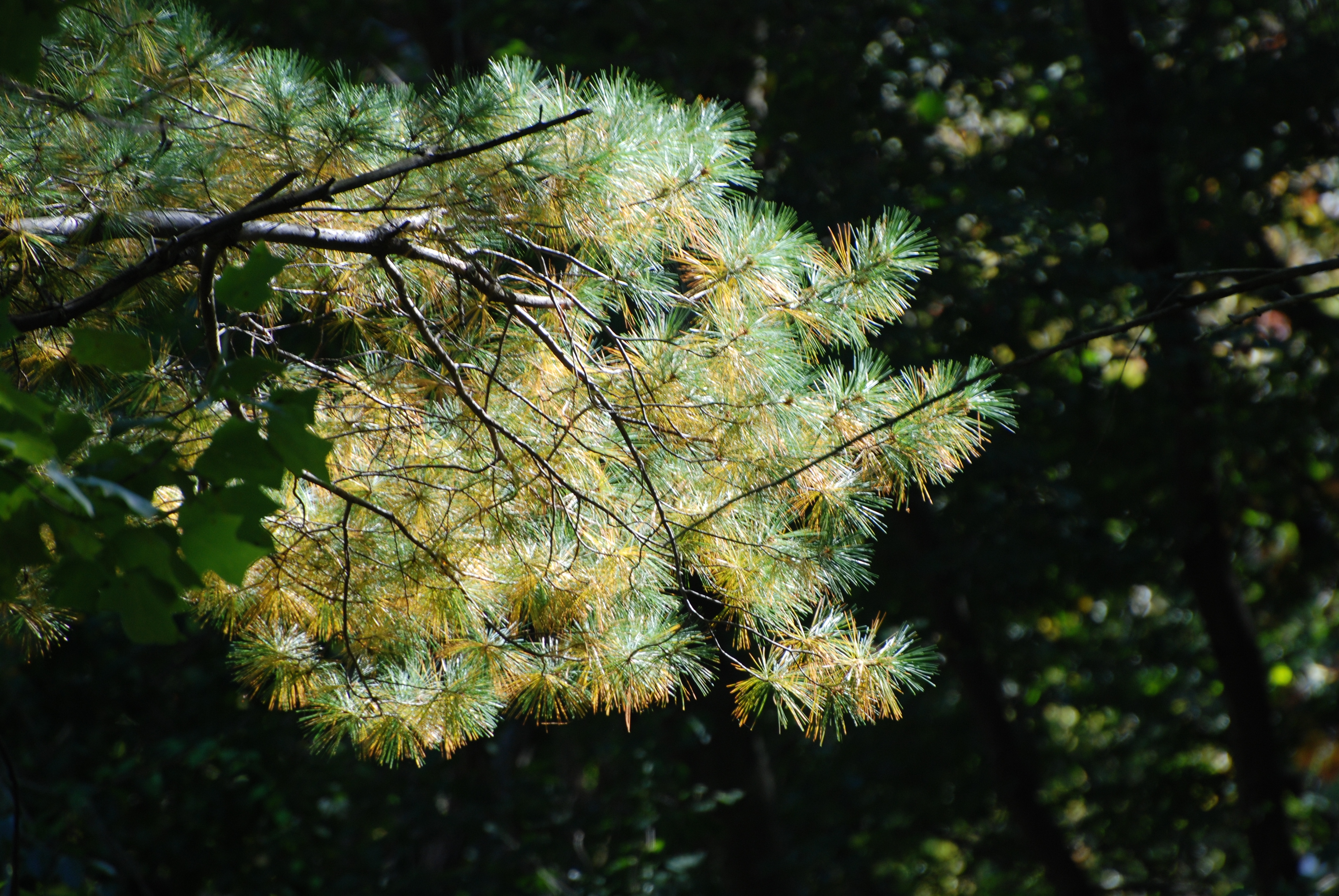 DSC_0046.JPG