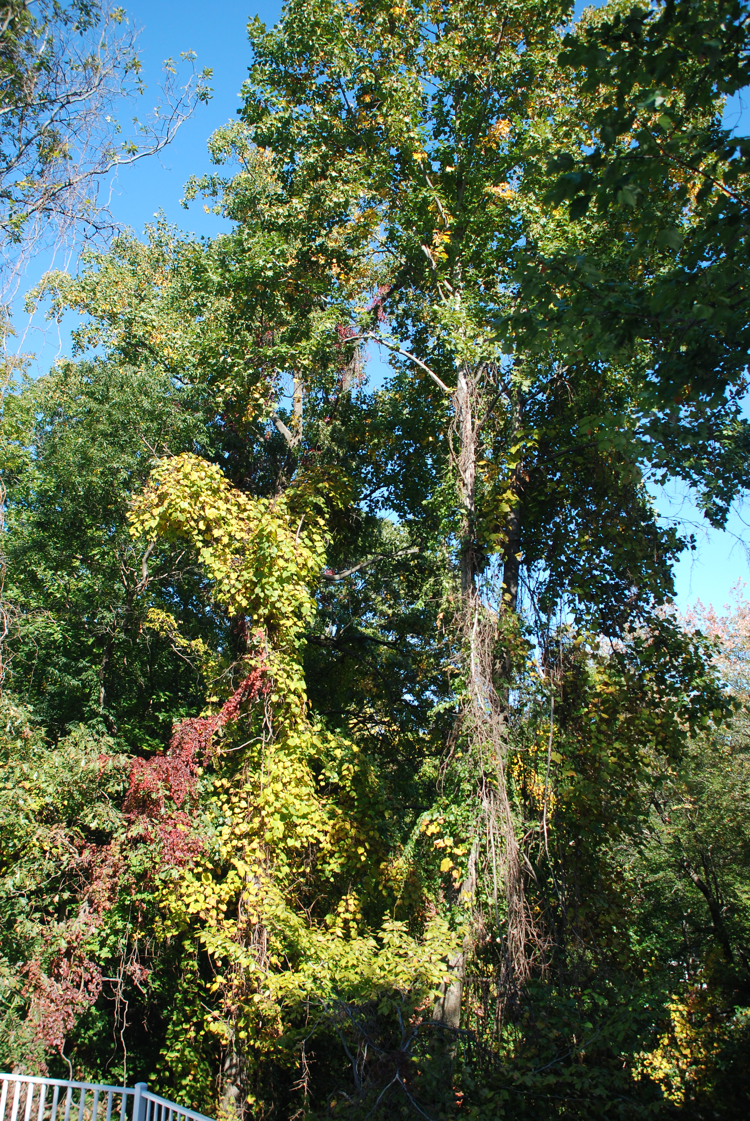 DSC_0063.JPG