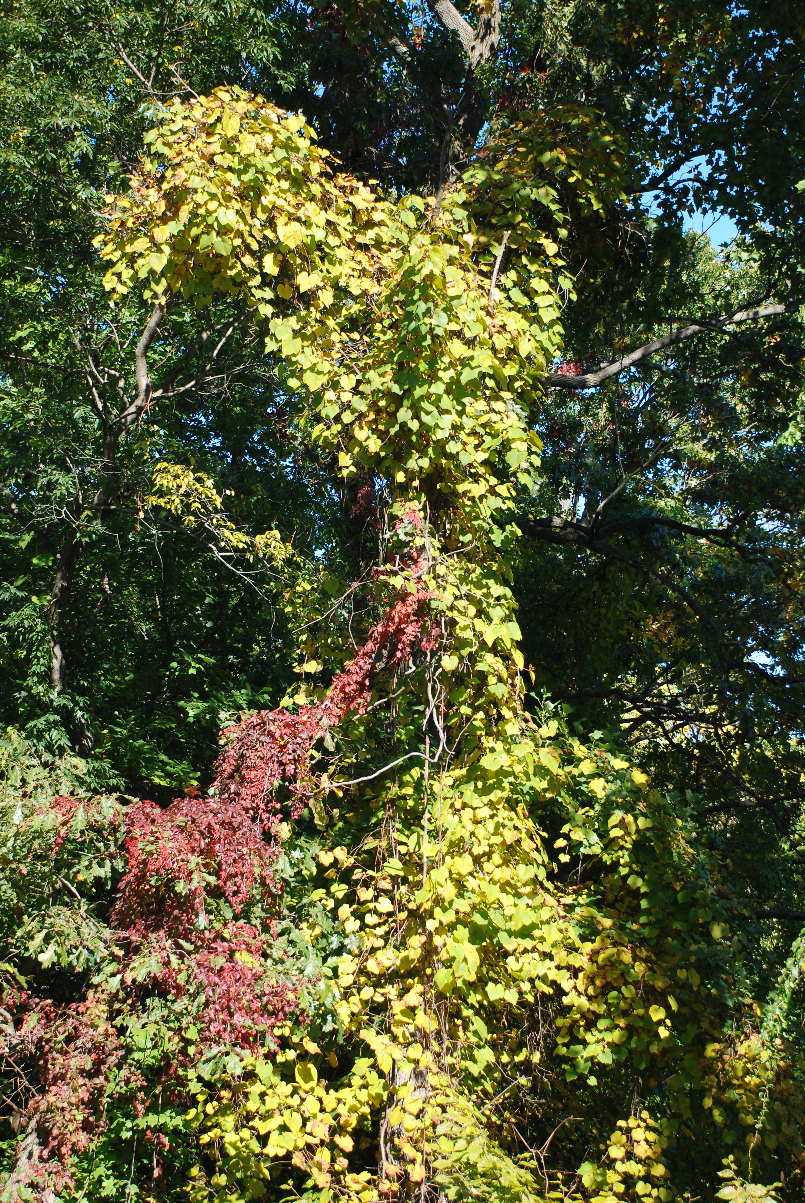 DSC_0064.JPG