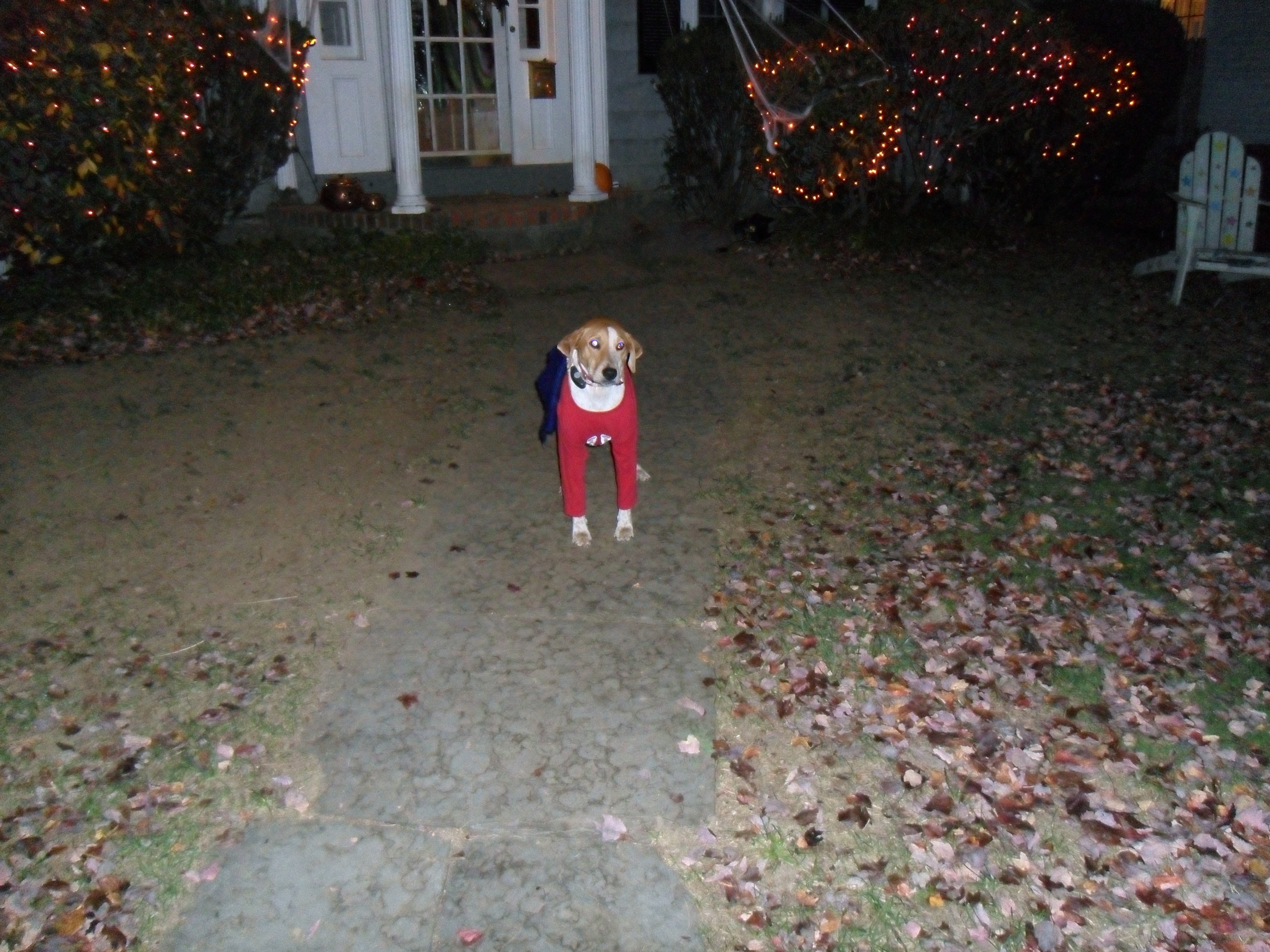 SAM_0070.JPG