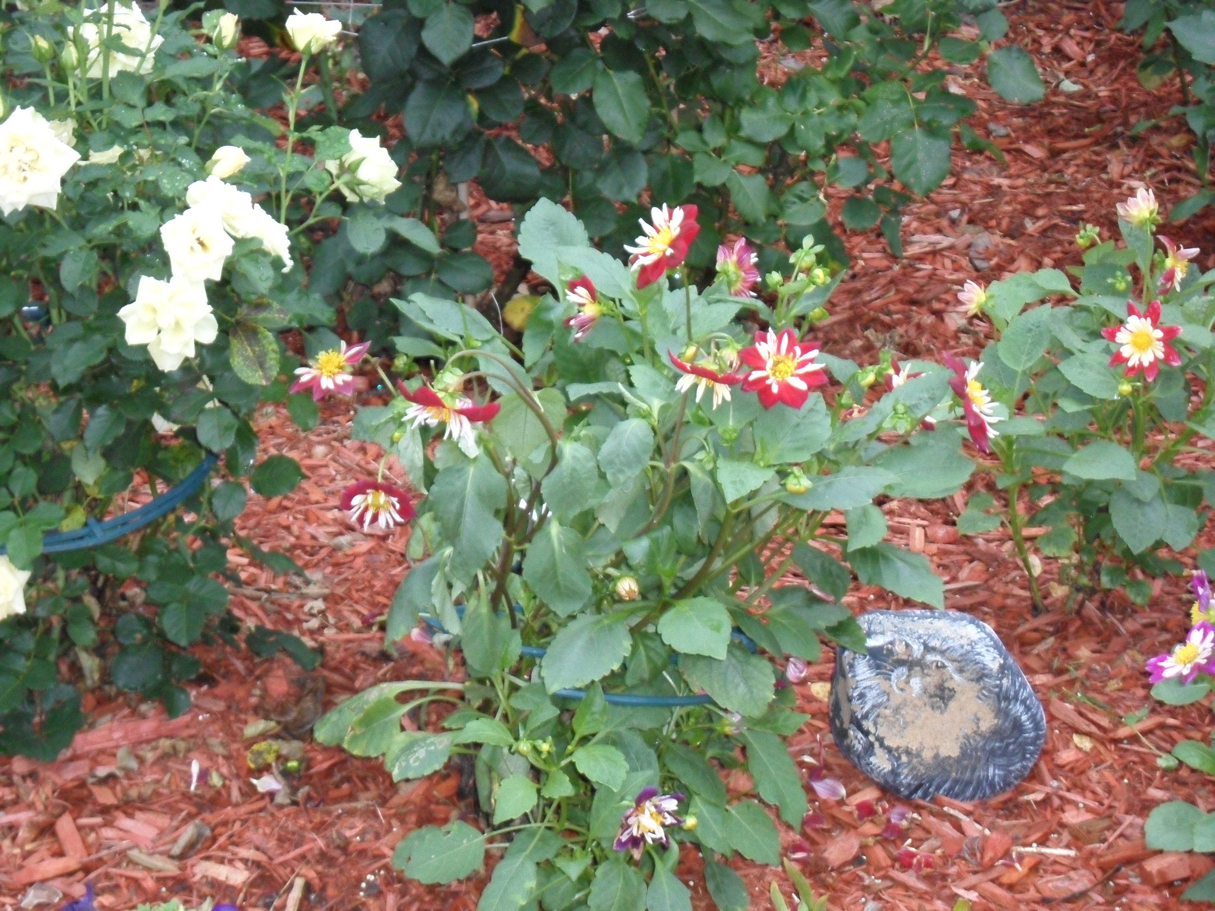 SAM_0859.JPG