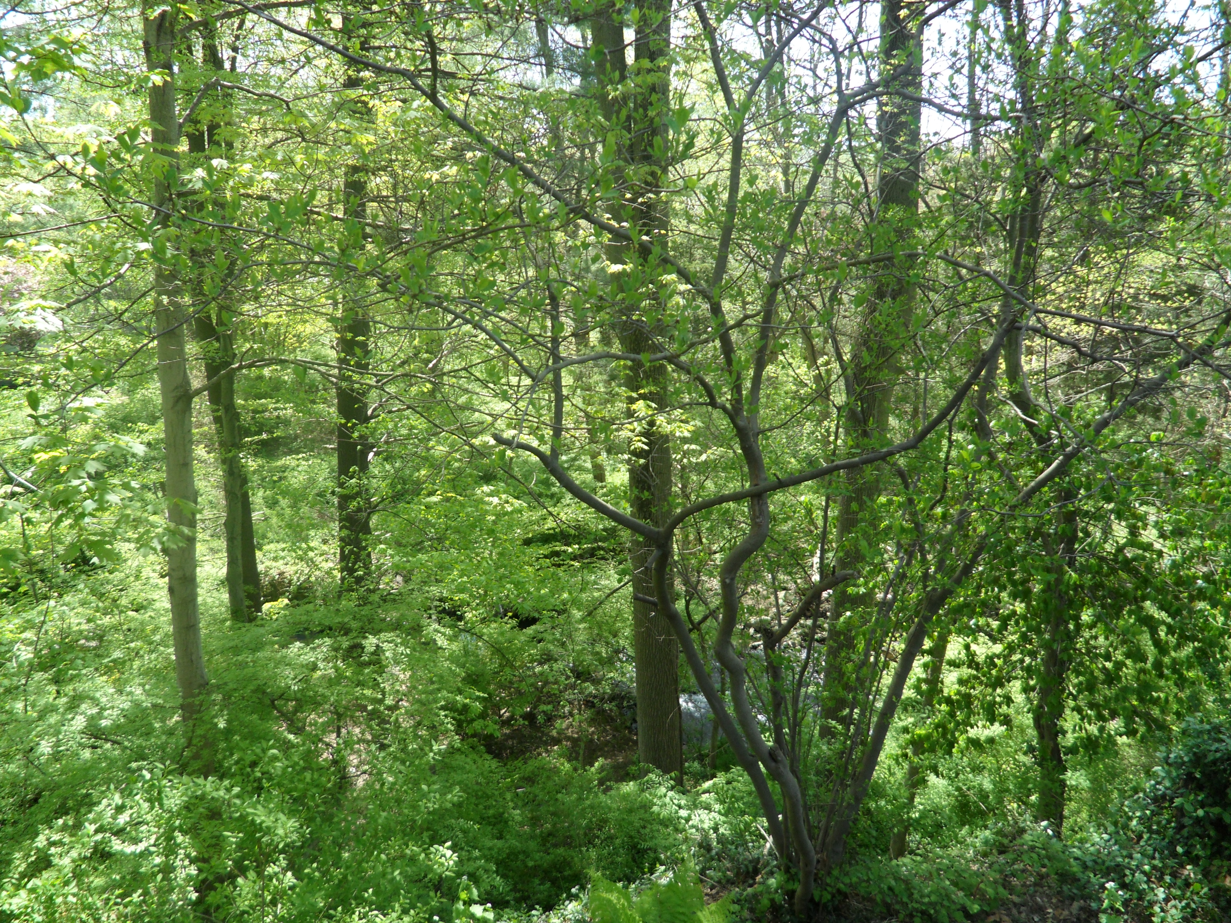 SAM_0470.JPG