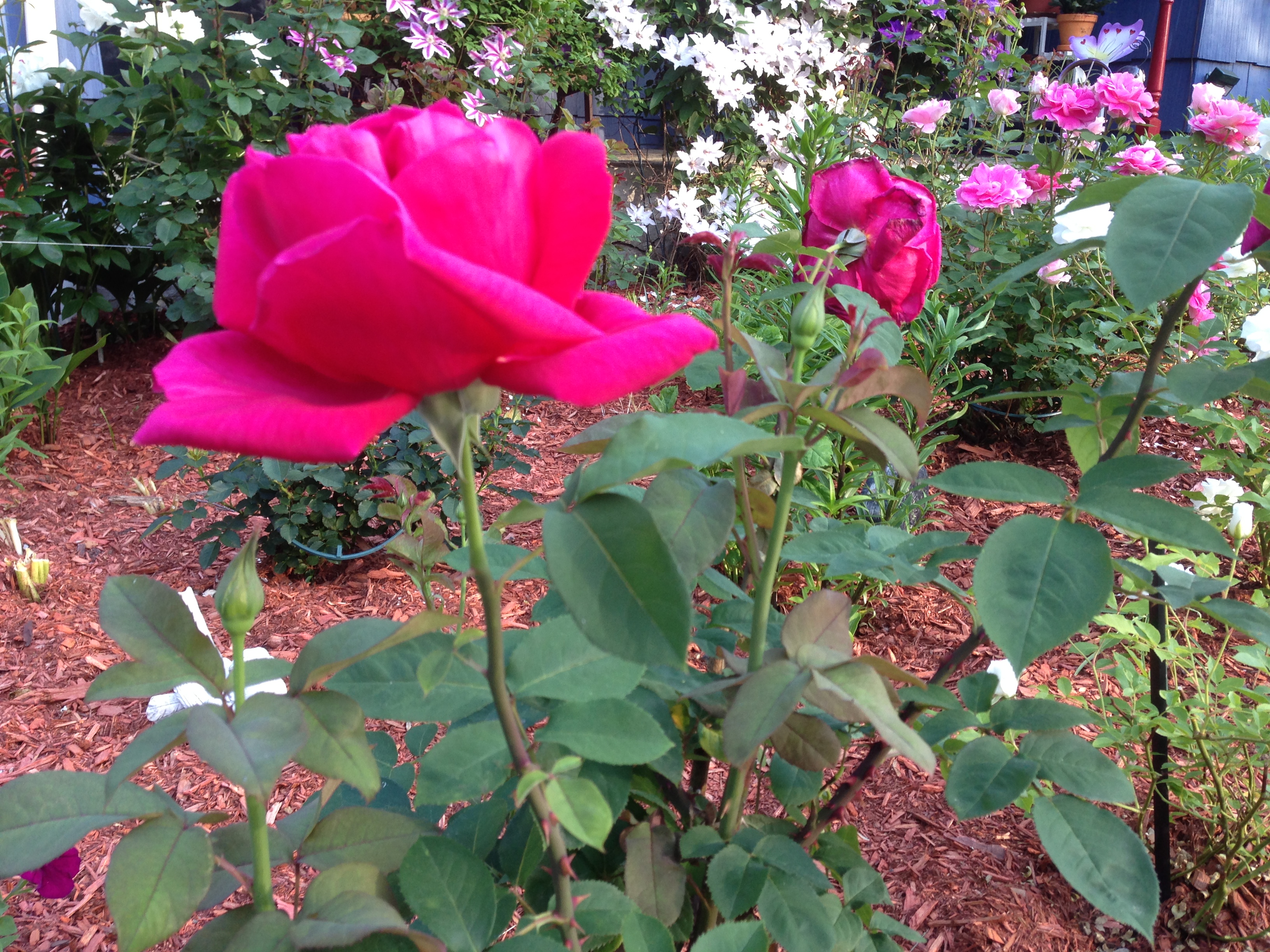 IMG_0696.JPG