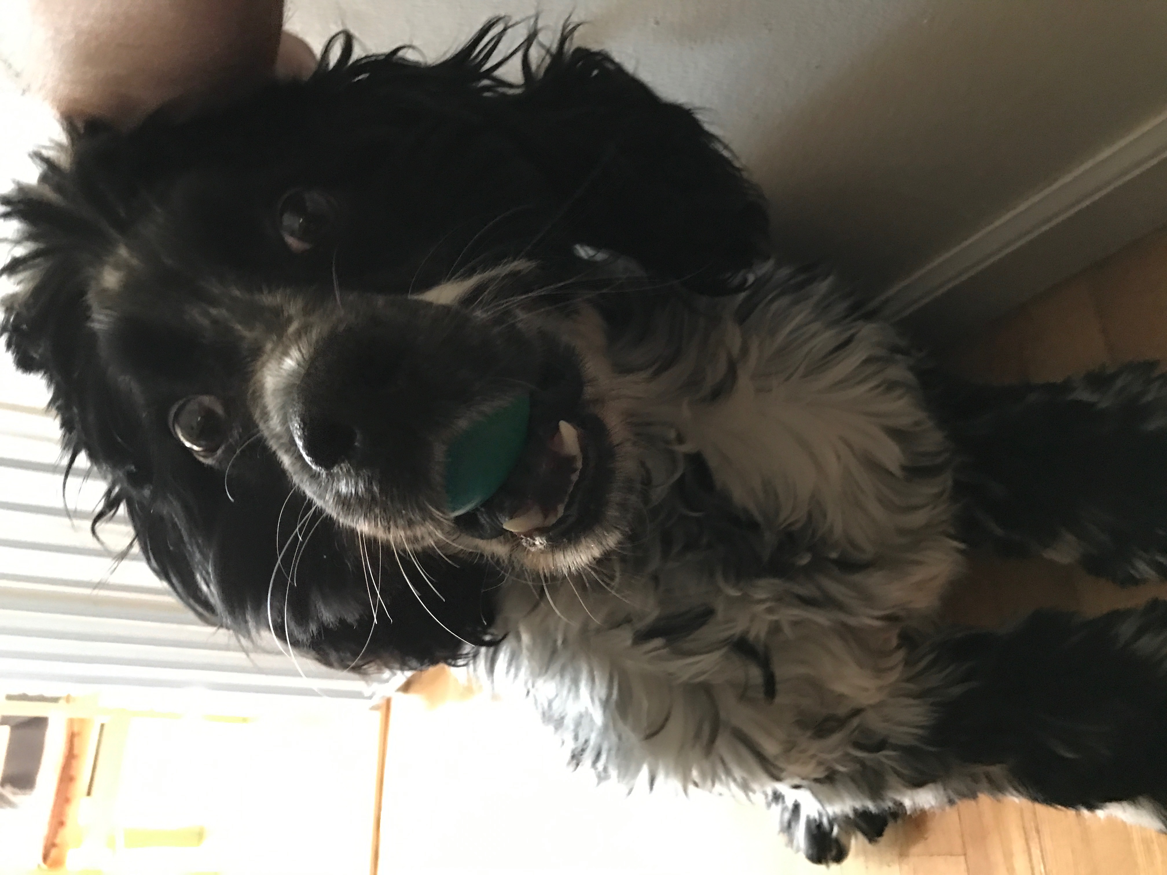 2017-04-16_11-31-26_184.jpeg