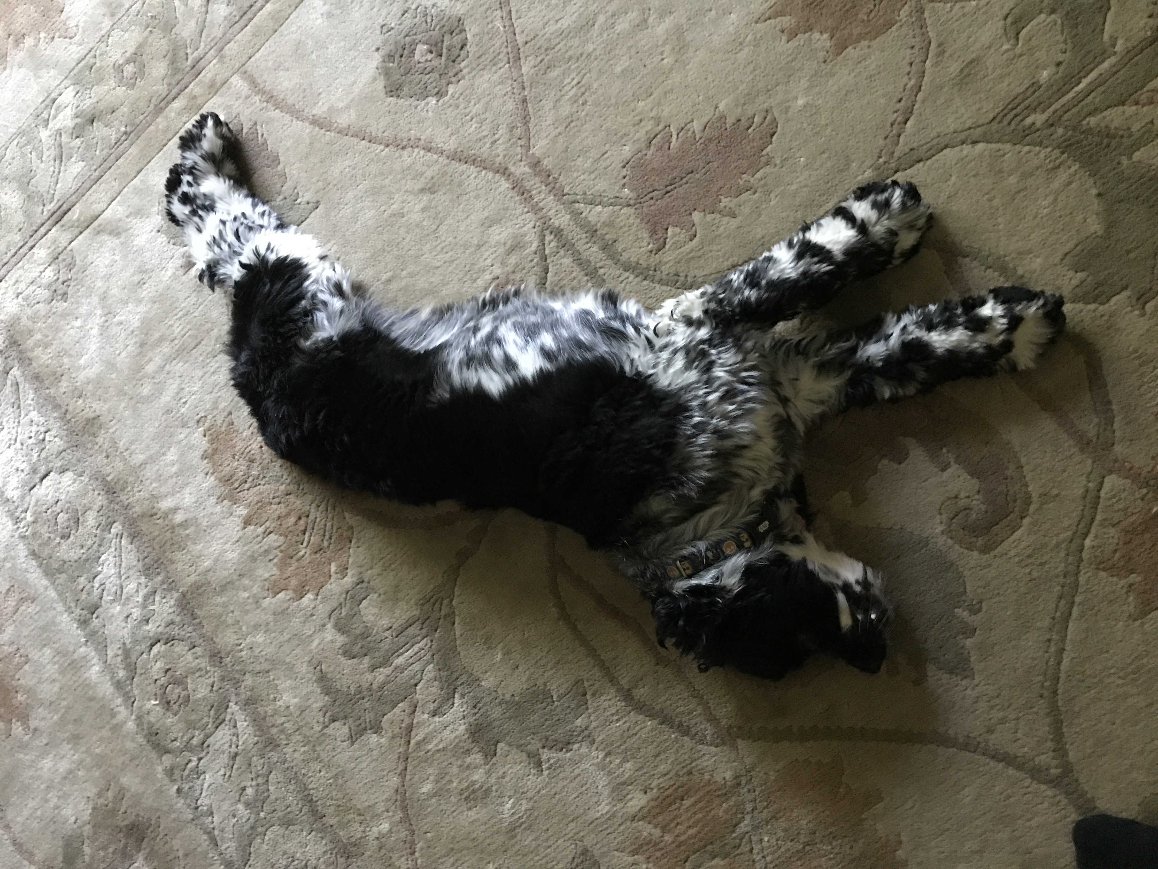 2017-08-26_08-11-16_110.jpeg