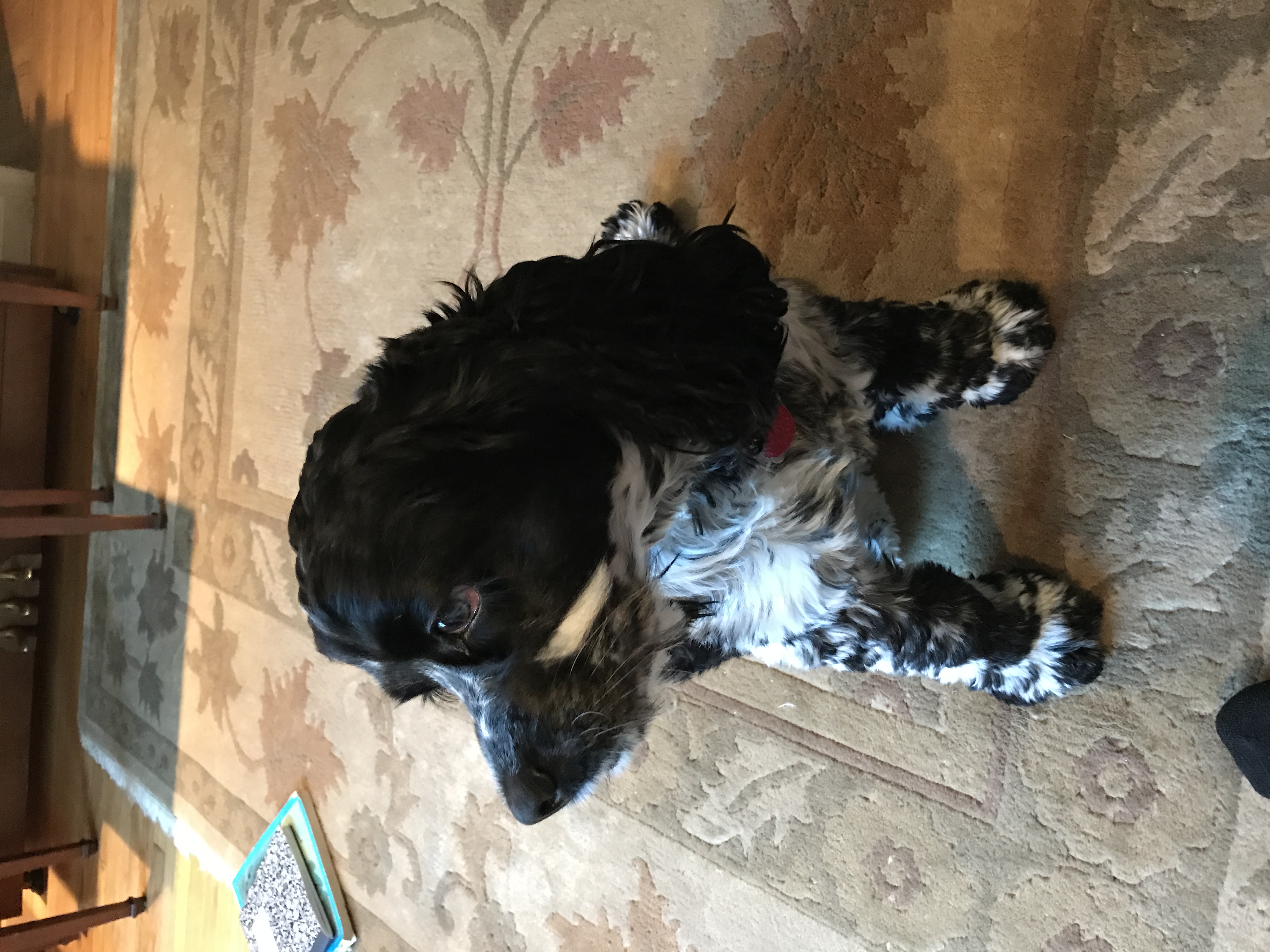 2017-08-26_08-11-41_694.jpeg