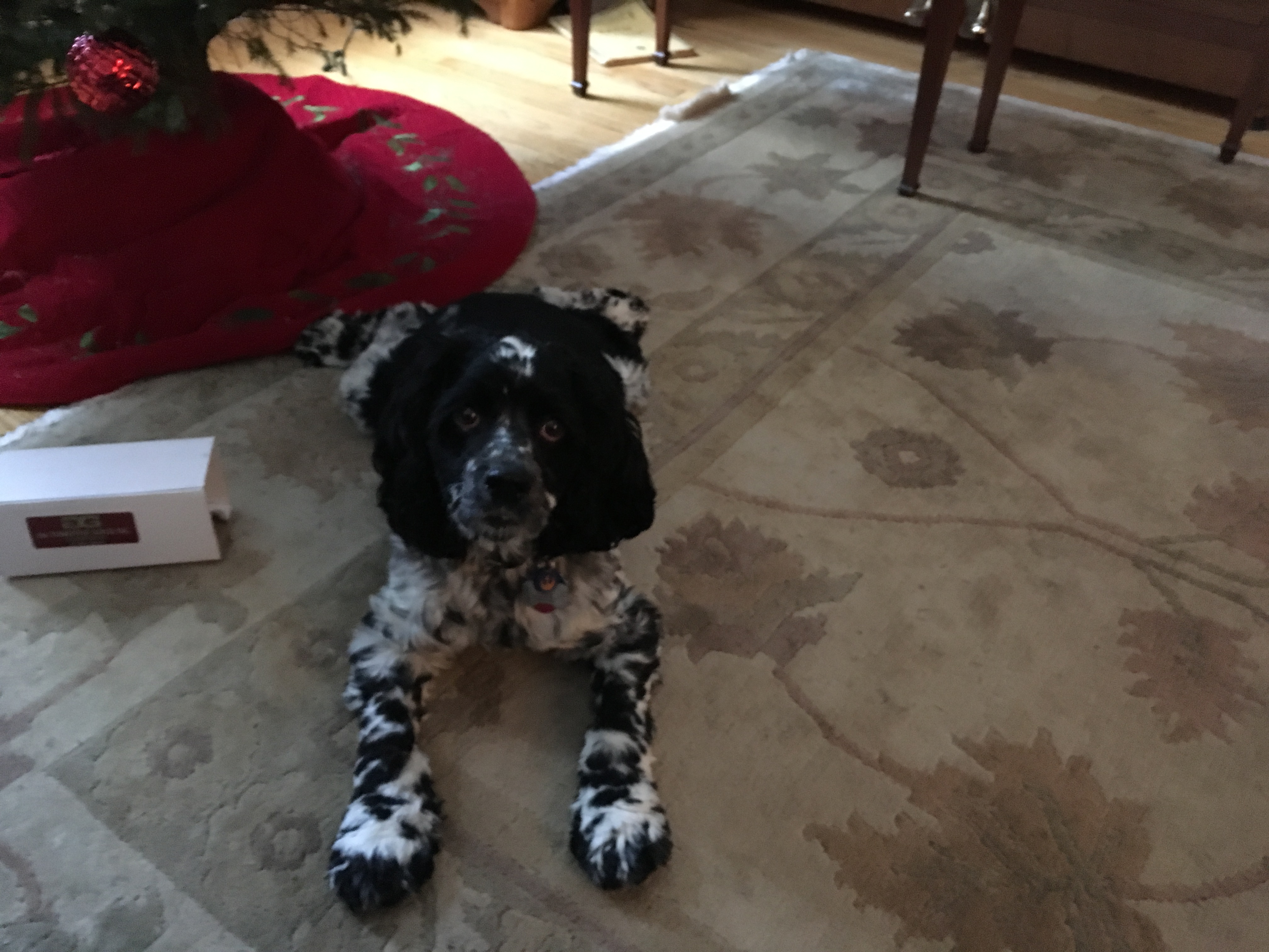 2017-12-25_12-49-03_421.jpeg