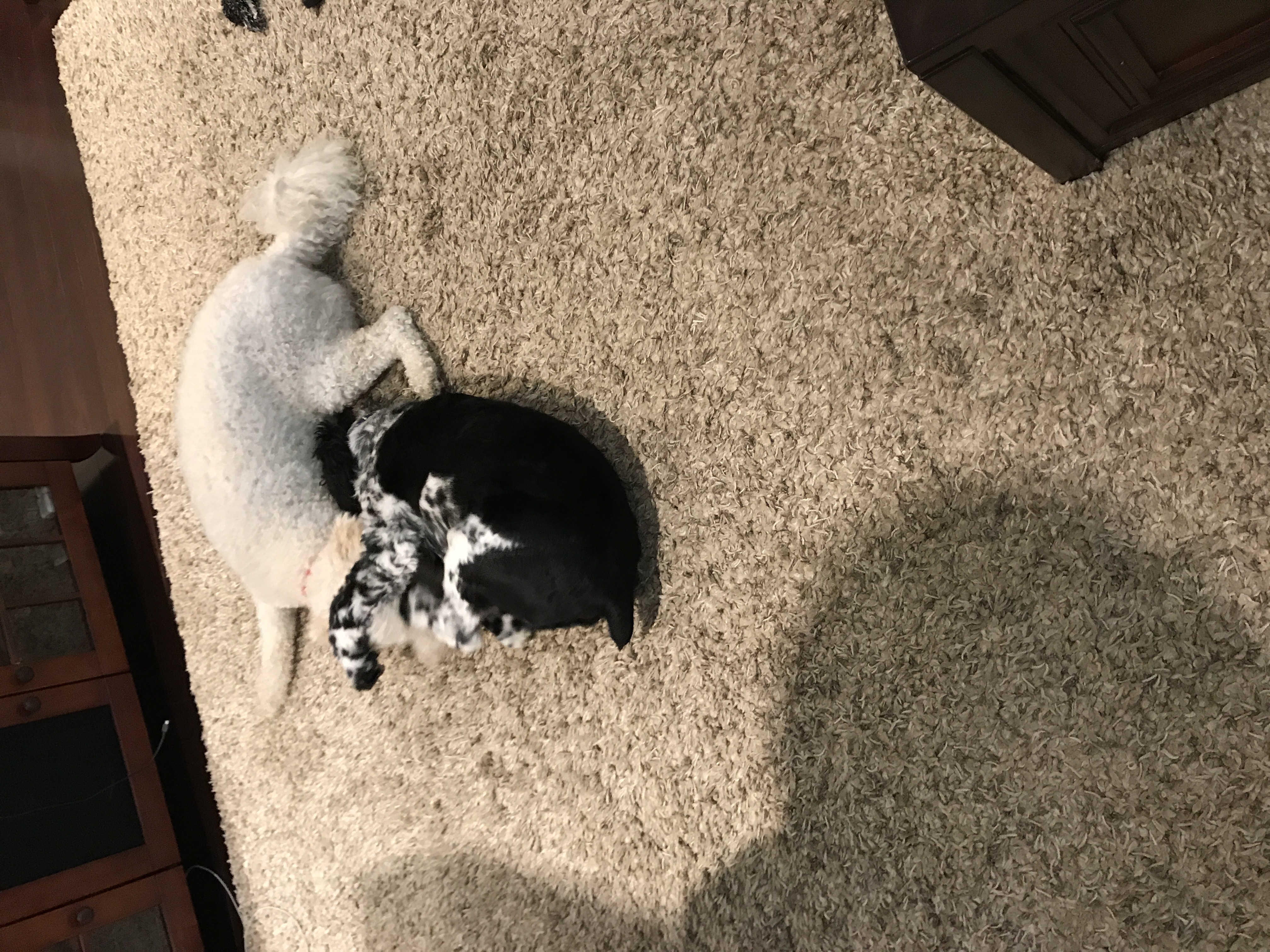 2017-07-22_09-54-15_714.jpeg