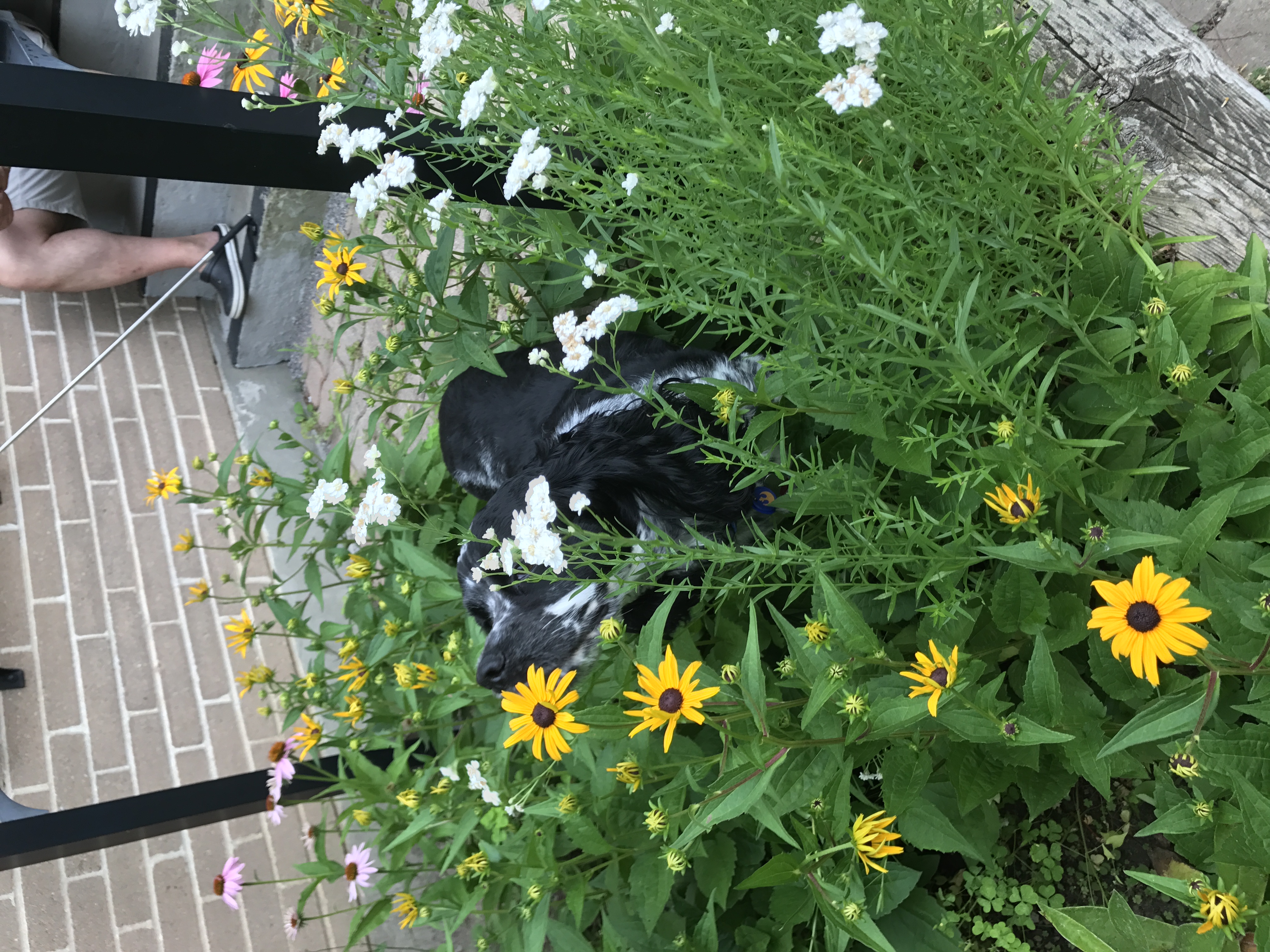 2017-07-23_10-33-50_052.jpeg