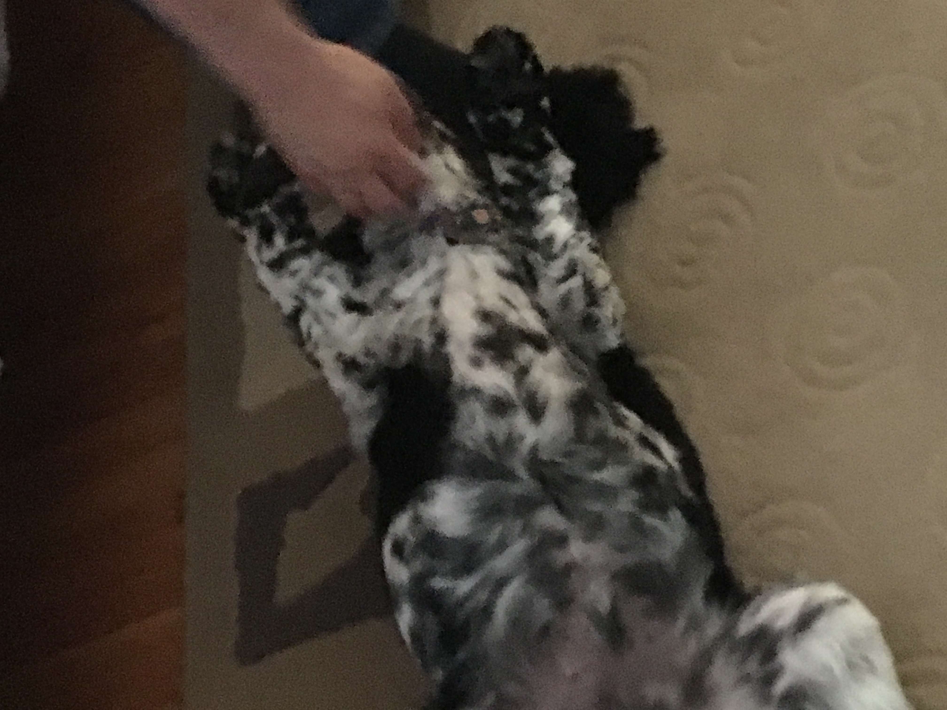 2017-05-10_18-27-17_313.jpeg