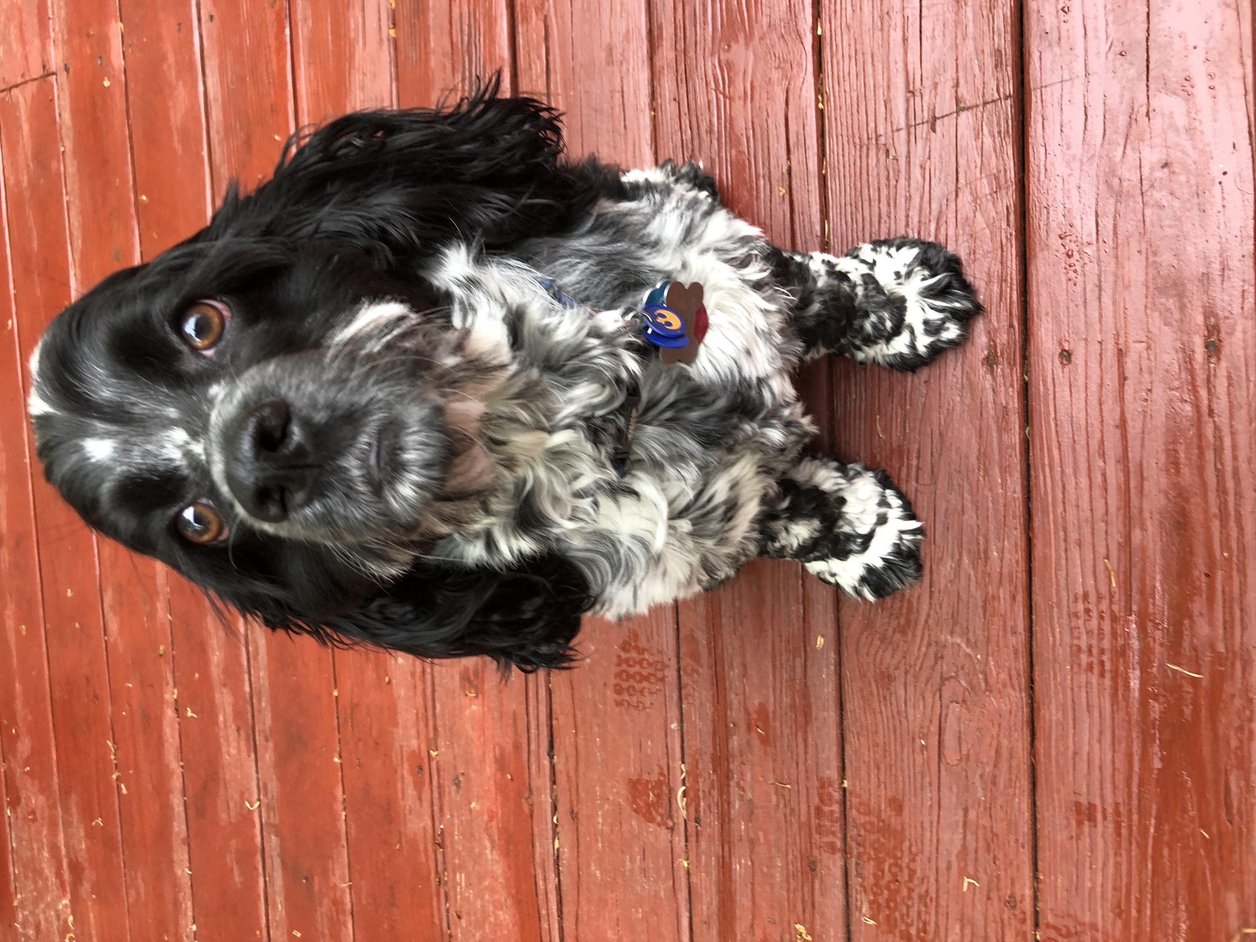 2018-05-12_12-41-23_412.jpeg
